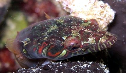 Lepadogaster candolii_5544110